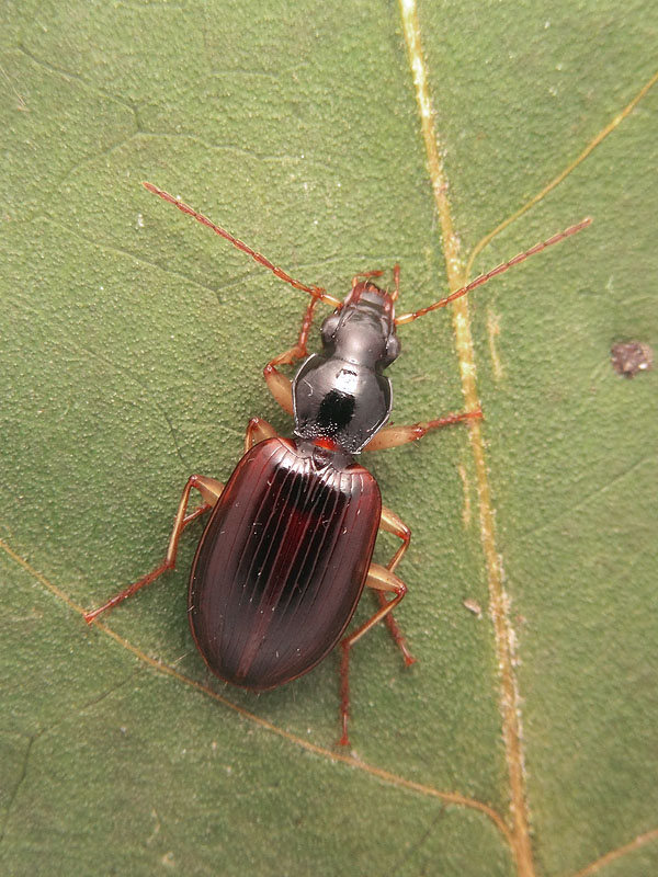 Carabidae: Paranchus albipes ? S !